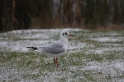 Mouette dans la neige